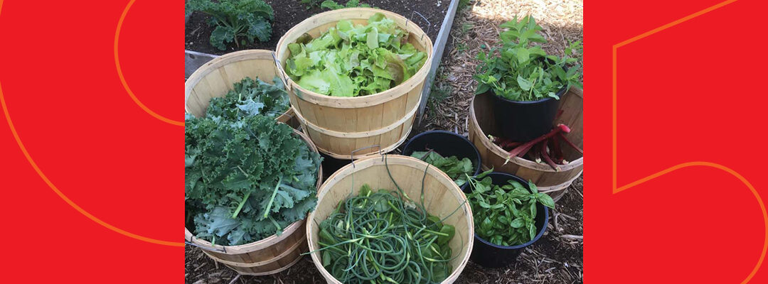 Youth Giving Back: Growing goodness, harvesting hope