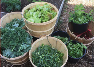 Youth Giving Back: Growing goodness, harvesting hope